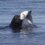 Astonishing moment sea lion takes on fearsome shark – and wins