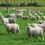 Herd of sheep eats 100kg of cannabis in Greece after Storm Daniel floods