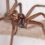 I’m a spider expert and these 7 common mistakes invite giant critters into your home… here's how to get rid for good | The Sun