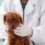 Vet issues urgent warning over toxic foods your dog can’t eat – otherwise risk paying expensive medical bills | The Sun