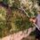 Man sick of neighbour’s overhanging bush cuts it down and lobs it back over fence – but was he actually in the right? | The Sun