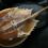 What is horseshoe crab blood used for? | The Sun