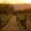 Mexican wine region &apos;destroyed&apos; due to surge in tourists